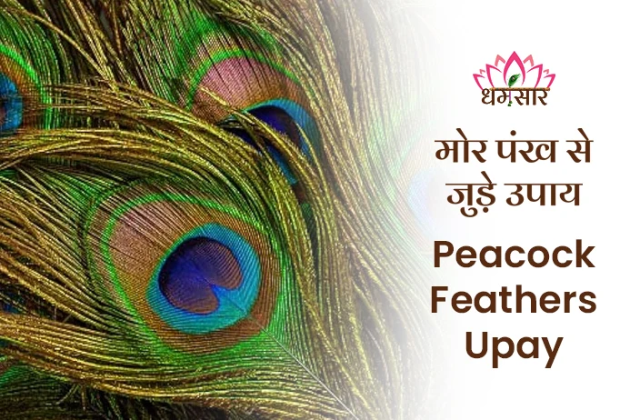Peacock Feathers Upay: नकारात्मकता व आर्थिक समस्याओं से निपटने के लिए, आज ही अपनाएं ये चमत्कारी मोर पंख उपाय!
