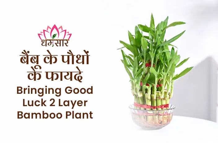 Two Layer Lucky Bamboo Plant : इस दो परत वाले लकी बांस के पौधे को घर में रखने से आती है बरकत, कैसे, जानने के लिए पढ़े 