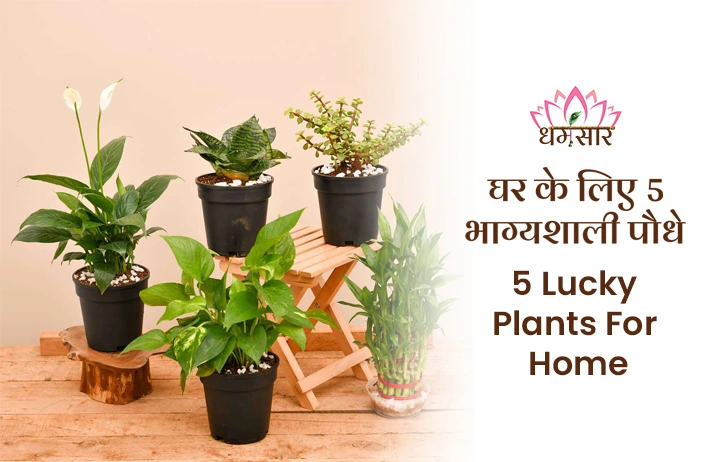Lucky Plants For Home: घर में लगाएं ये 5 पौधें, बदल जाएगी किस्मत, वातावरण होगा खुशहाल