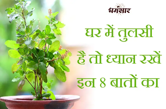 घर में तुलसी है तो ध्यान रखें इन 8 बातों का | तुलसी से जुडी ज़रूरी जानकारी