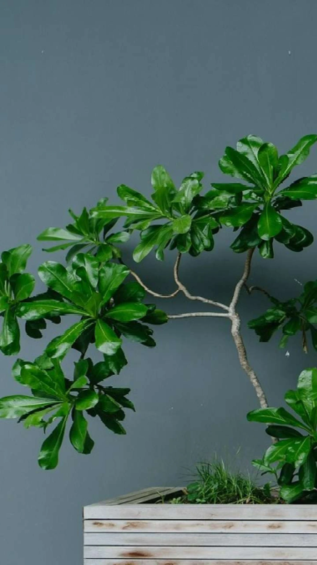 घर में इन पौधों को लगाने से खुल जाएगी किस्मत